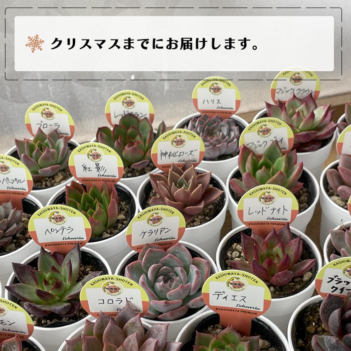 日本花キ流通 予約販売 多肉植物 kswエケベリア 柏屋商店さん苗5個