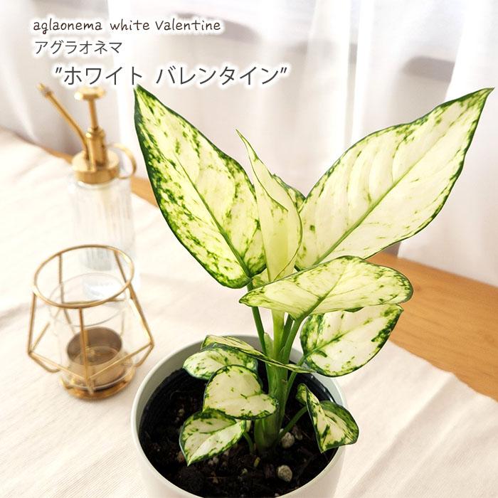 日本花キ流通 観葉植物 アグラオネマ ホワイトバレンタイン 4号 日本花キ流通 観葉植物 アグラオネマ ホワイトバレンタイン 4号