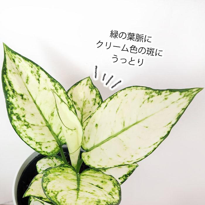 日本花キ流通 観葉植物 アグラオネマ ホワイトバレンタイン 4号 日本花キ流通 観葉植物 アグラオネマ ホワイトバレンタイン 4号