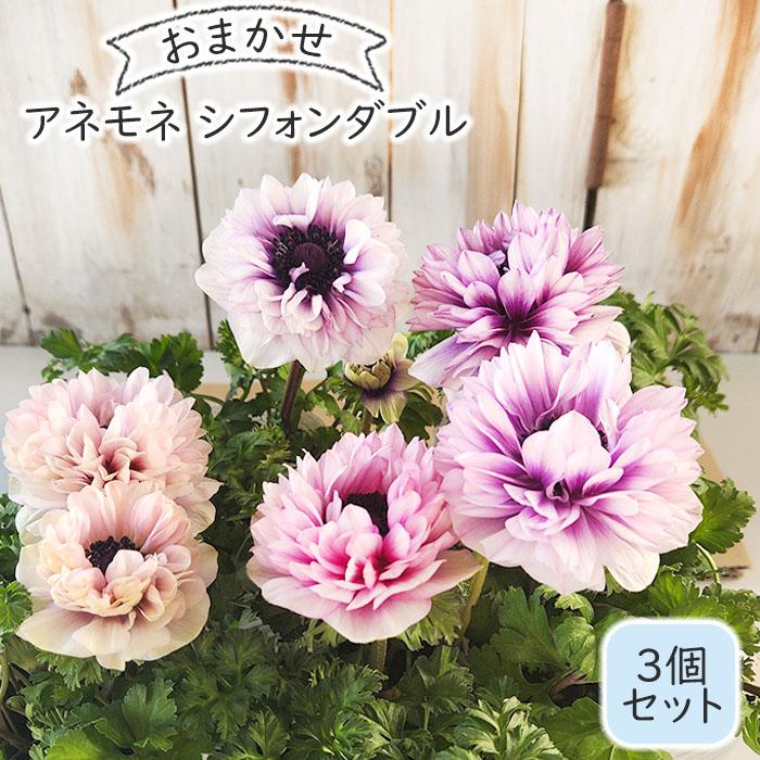 アネモネ 苗 アネモネシフォンダブル 3個セット 9cmポット 神花園