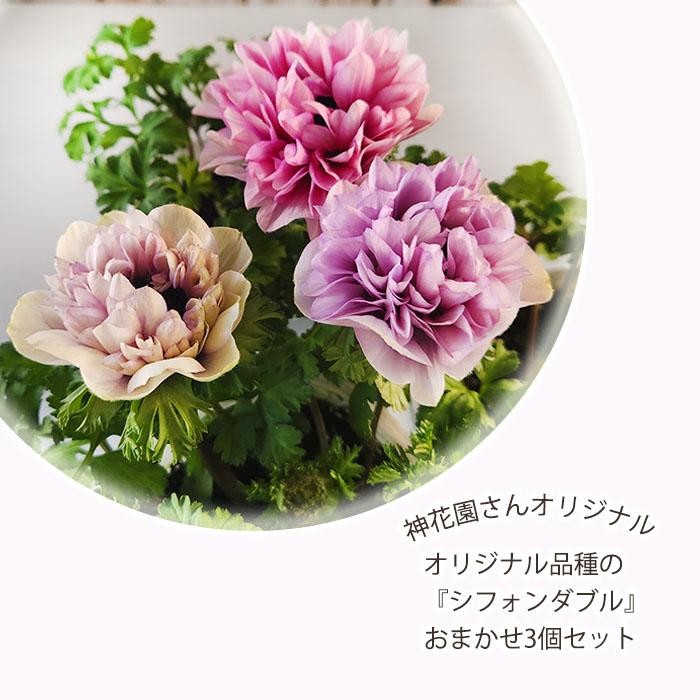 参考出品　アネモネ　シフォンダブル 園芸ネット本店｜アネモネ：シフォンダブル（花色いろいろ）3-3.5号