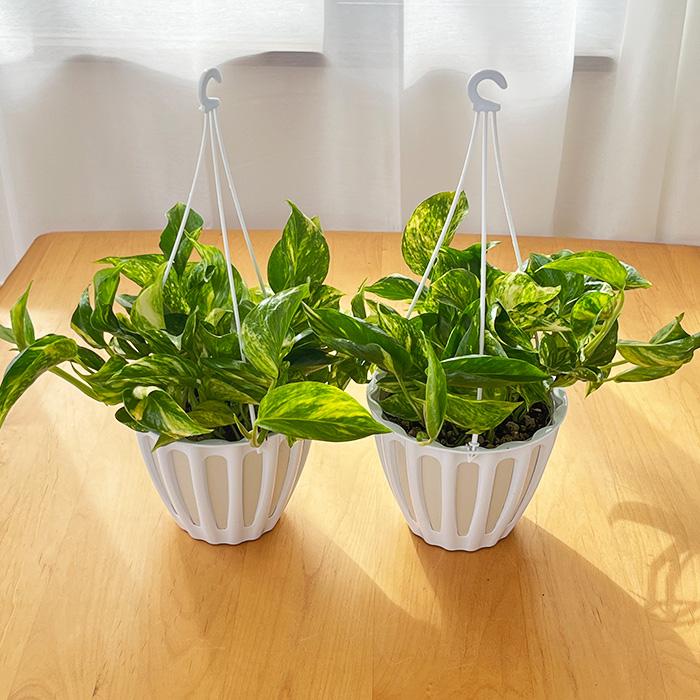 観葉植物 ポトス テルノ No.029 ゴールドジャック 5号鉢 吊り鉢