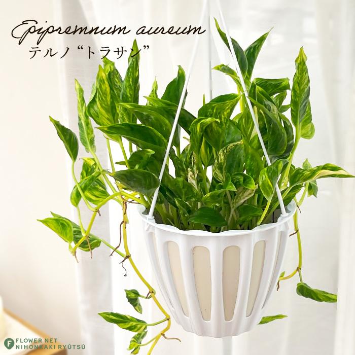 ポトステルノトラサン　タグ付き　正規品　カット無し 観葉植物 ポトス テルノ No.030 トラサン 5号鉢 吊り鉢 吊り下げ