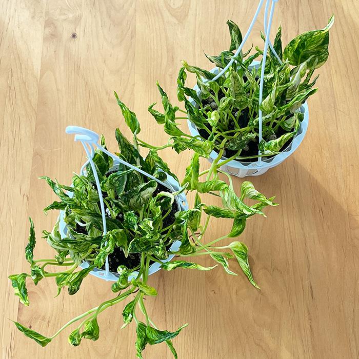 テルノトラサン 5号 最安値2【送料無料】 予約販売 観葉植物 ポトス