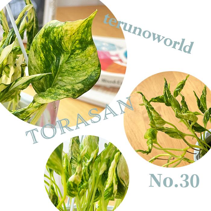 ふっきー【現品・鉢まま出荷】希少　ポトステルノ　トラサン＆ラブソング 61E6wt5Bm8L._UF350,350_QL50_.jpg