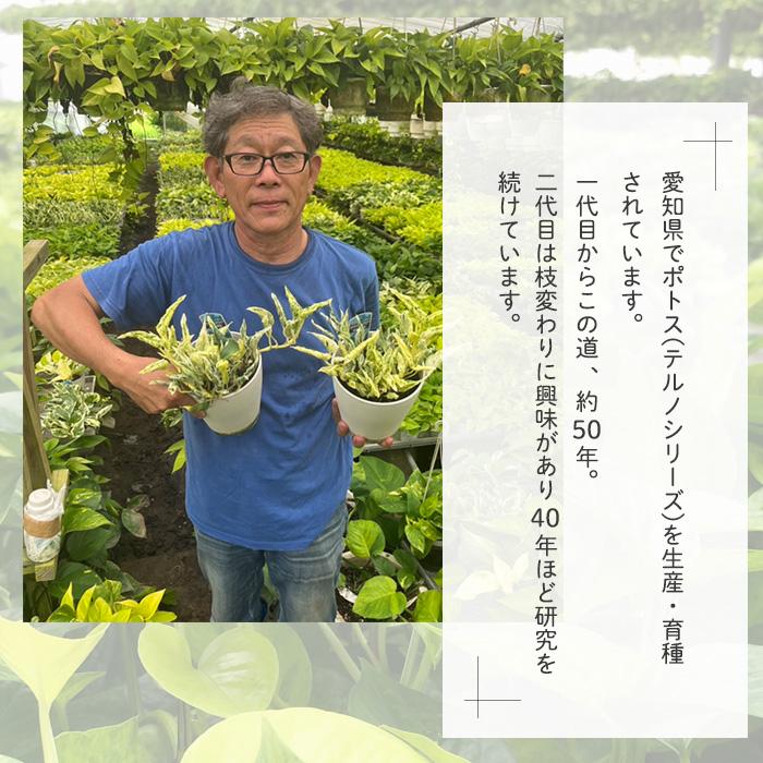観葉植物 ポトス テルノ No.030 トラサン 5号鉢 吊り鉢 吊り下げ