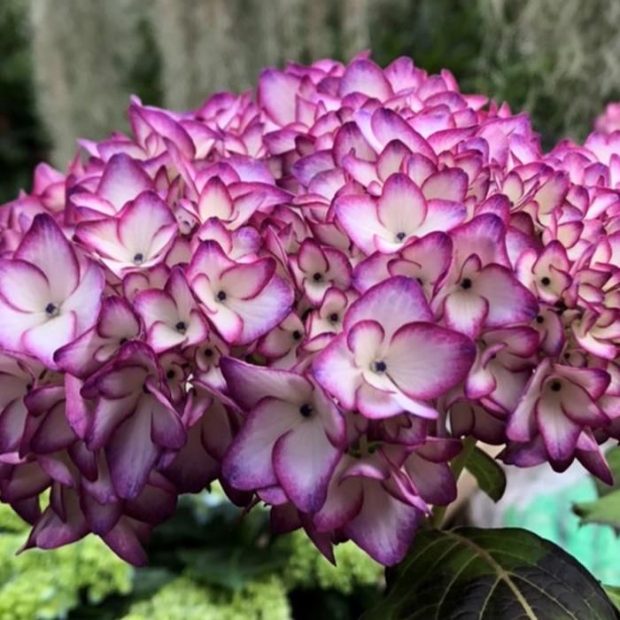 紫陽花未来抜き苗3-4