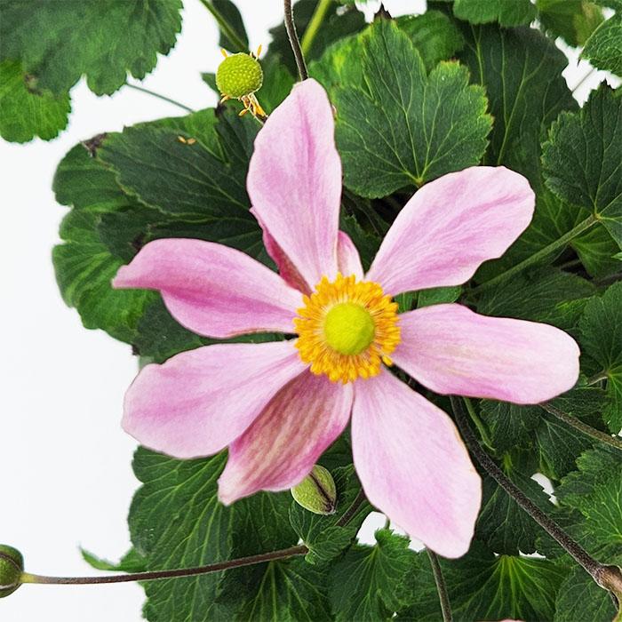 シュウメイギク　ホトトギス　ご確認用 シュウメイギク ホトトギス ご確認用 ホトトギス（2016