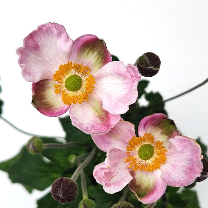 シュウメイギク　ホトトギス　ご確認用 シュウメイギク ホトトギス ご確認用 万博記念公園 秋の山野草展