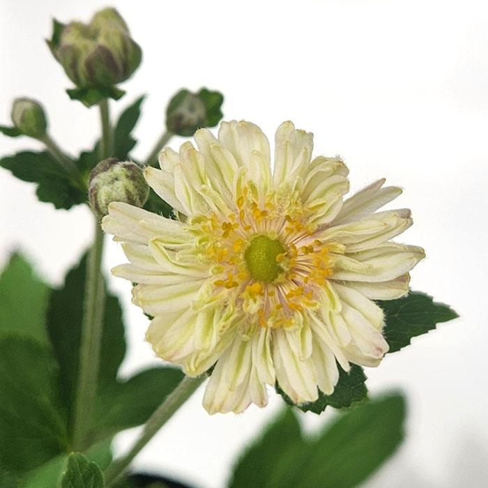 日本花キ流通 シュウメイギク 苗 セピア 9cmポット 秋明菊 山野草