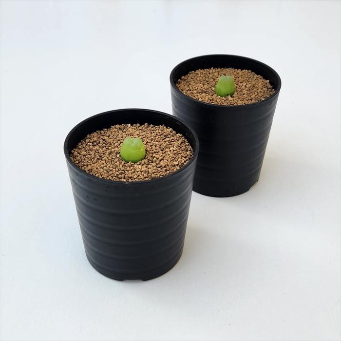 日本花キ流通 多肉植物 caコノフィツム Rラツム 桃尻娘 多肉植物