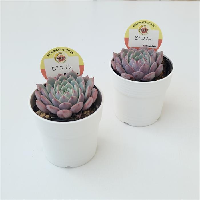 多肉植物 kswエケベリア ピコル 柏屋商店さん苗 エケベリア 6cmポット