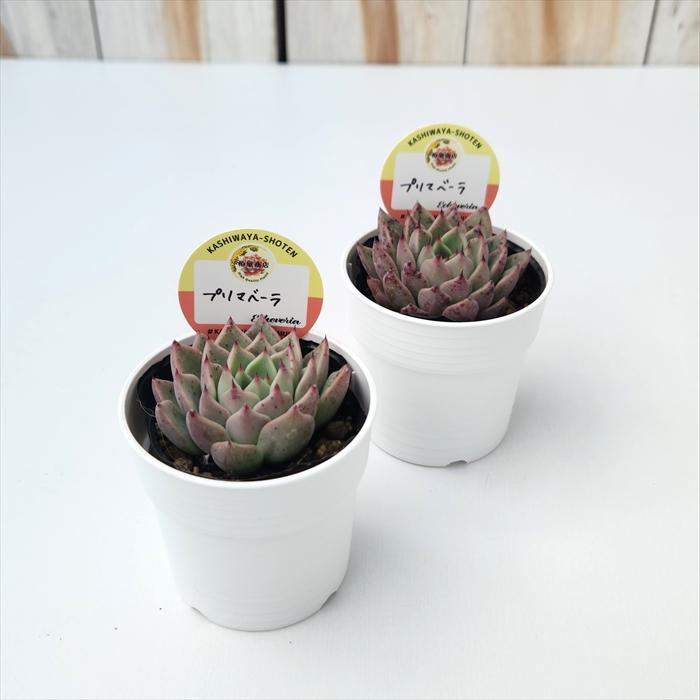 多肉植物 kswエケベリア プリマベーラ 柏屋商店さん苗 エケベリア 6cm