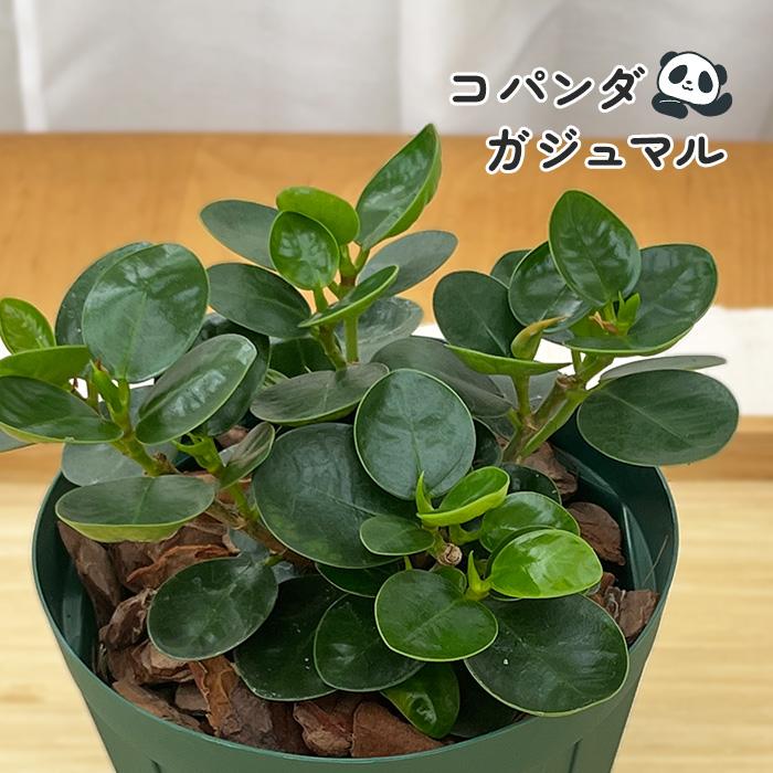 日本花キ流通 観葉植物 コパンダガジュマル タイワンガジュマル