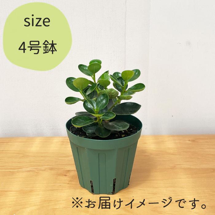 日本花キ流通 観葉植物 コパンダガジュマル タイワンガジュマル 4号鉢
