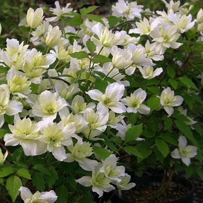 ■クレマチス/モンタナエリザベス苗 確認専用！6月23日ご報告とお詫び。 クレマチス専門ナーセリー 及川フラグリーン モンタナ エリザベス