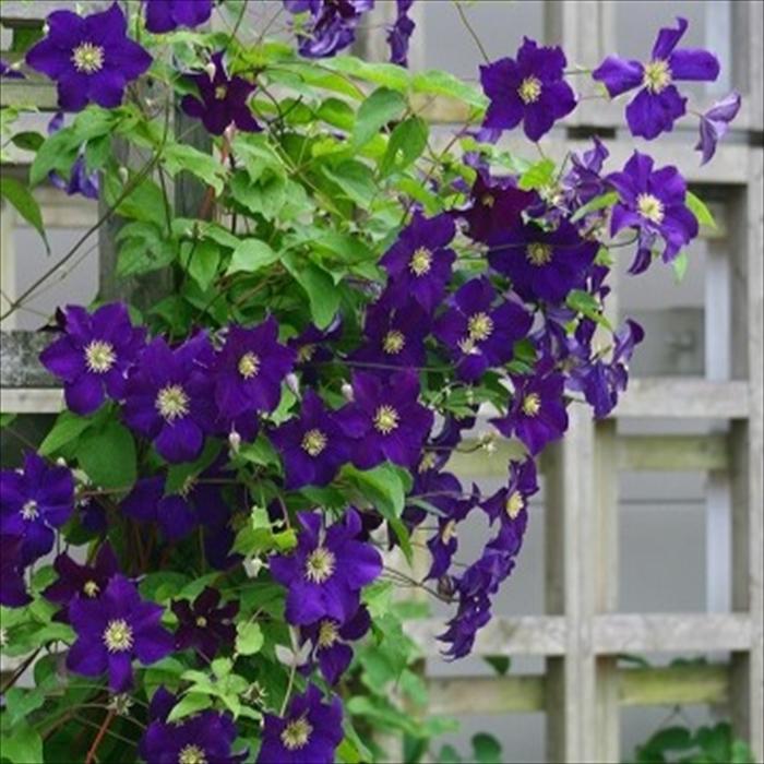 予約販売 クレマチス 苗 ビオラ （ヴィオラ） 遅咲き大輪系 杉本さんの