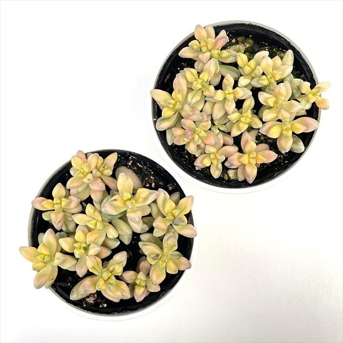 日本花キ流通 多肉植物 hmクラッスラ デルトイデア錦 クラッスラ 日本花キ流通 多肉植物 hmクラッスラ デルトイデア錦 クラッスラ