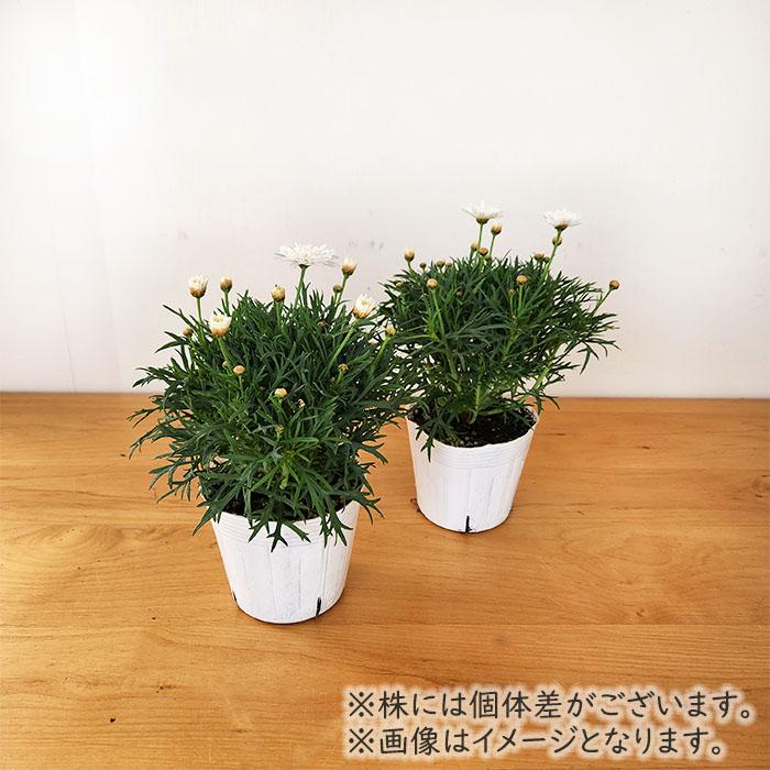 日本花キ流通 マーガレット 苗 モモコ 10.5cmポット 花苗 ガーデニング