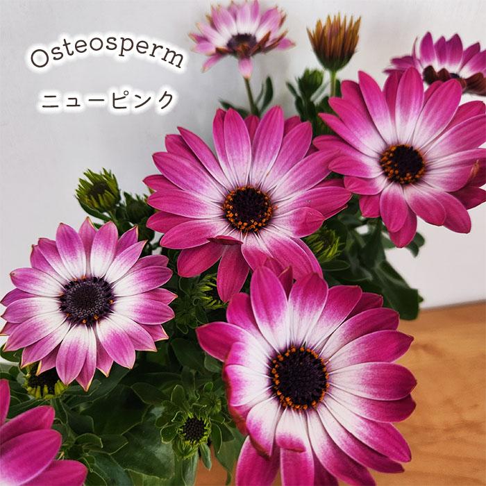 日本花キ流通 予約販売 オステオスペルマム 苗 ニューピンク 9cmポット
