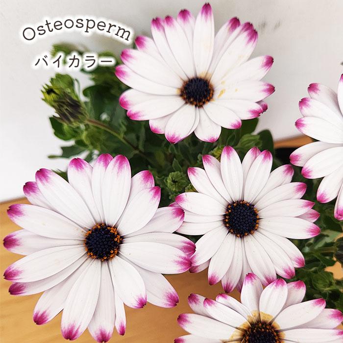 日本花キ流通 予約販売 オステオスペルマム 苗 バイカラー 9cmポット