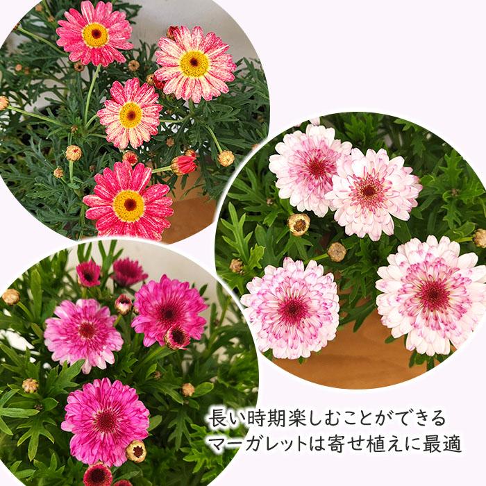 日本花キ流通 マーガレット 苗 フランボワーズスフレ 10.5cmポット