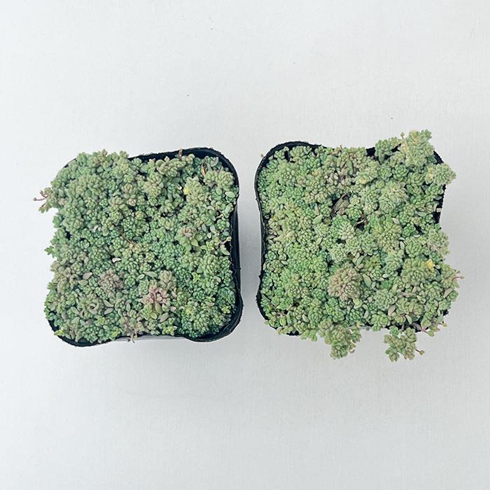 日本花キ流通 多肉植物 seセダム ばらまきクリーム玉蛋白 多肉植物