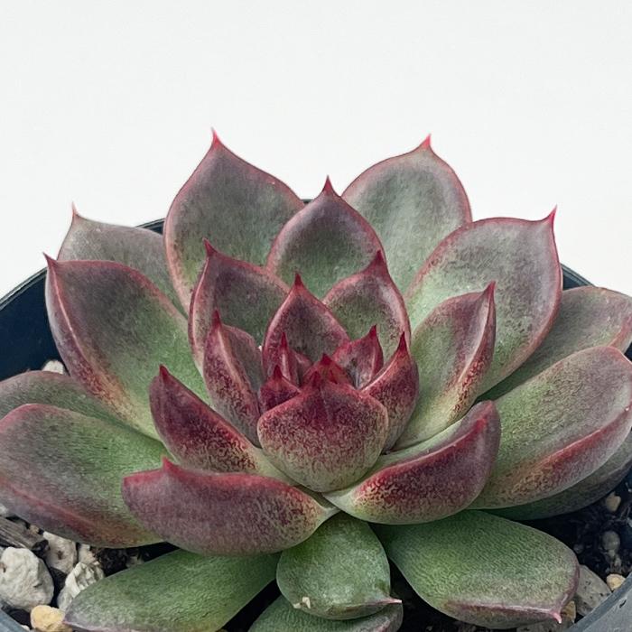 日本花キ流通 多肉植物 skエケベリア ブラッククイーン×ポルデンシス