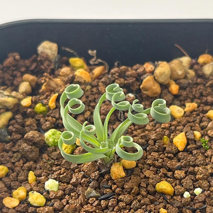日本花キ流通 多肉植物 caゲチリス リネアリスHyb 実生 ケープバルブ