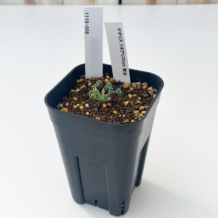 日本花キ流通 多肉植物 caゲチリス リネアリスHyb 実生 ケープバルブ