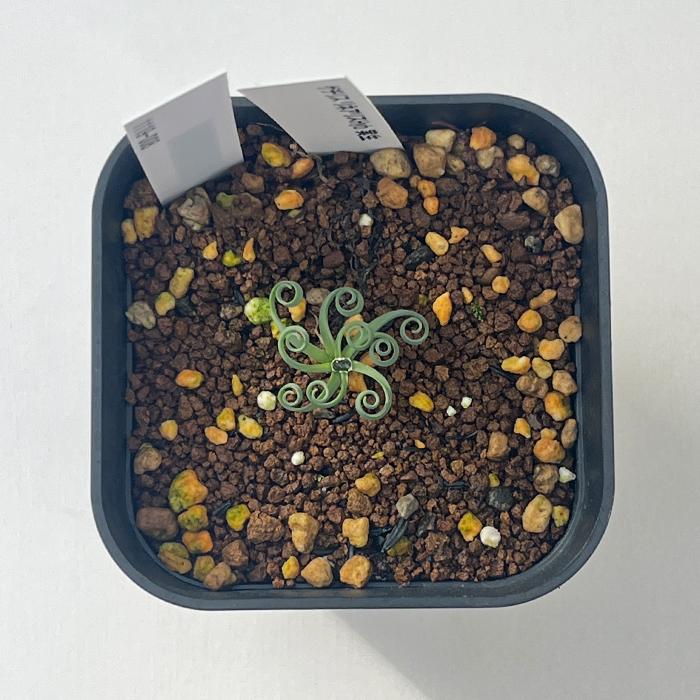 日本花キ流通 多肉植物 caゲチリス リネアリスHyb 実生 ケープバルブ