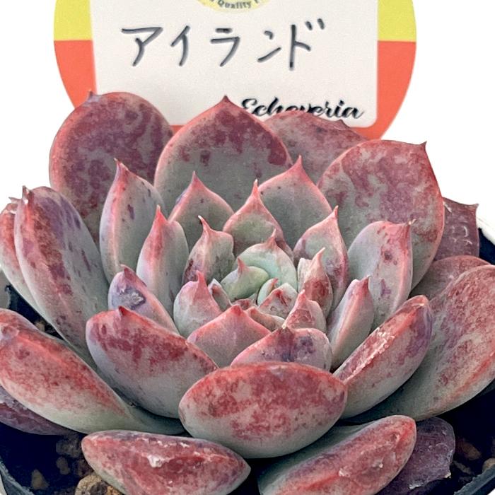 多肉植物 kswエケベリア アイランド 柏屋商店さん苗 エケベリア 6cm