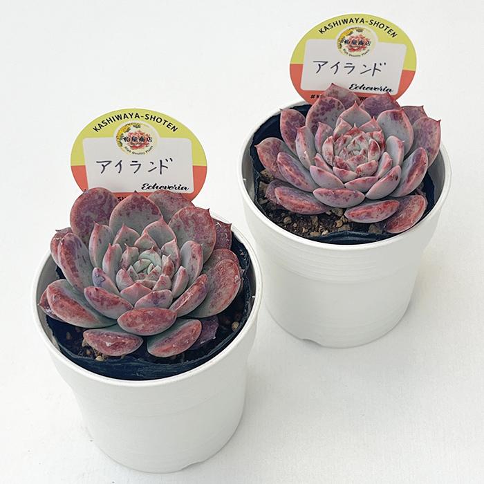 多肉植物 kswエケベリア アイランド 柏屋商店さん苗 エケベリア 6cm