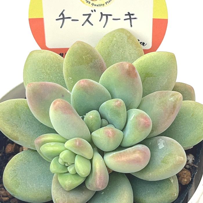 多肉植物 kswエケベリア チーズケーキ 柏屋商店さん苗 多肉植物 kswエケベリア チーズケーキ 柏屋商店さん苗