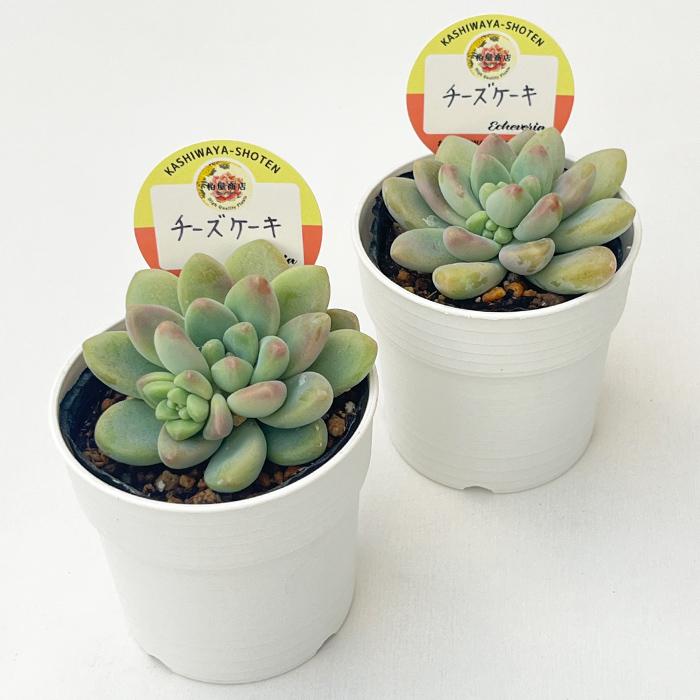 多肉植物 kswエケベリア チーズケーキ 柏屋商店さん苗 エケベリア 6cm