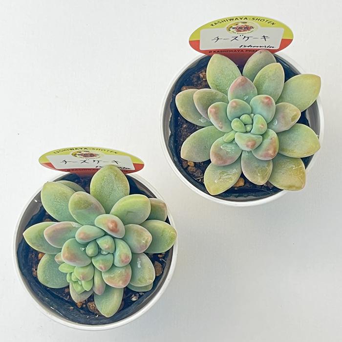 多肉植物 kswエケベリア チーズケーキ 柏屋商店さん苗 エケベリア 6cm