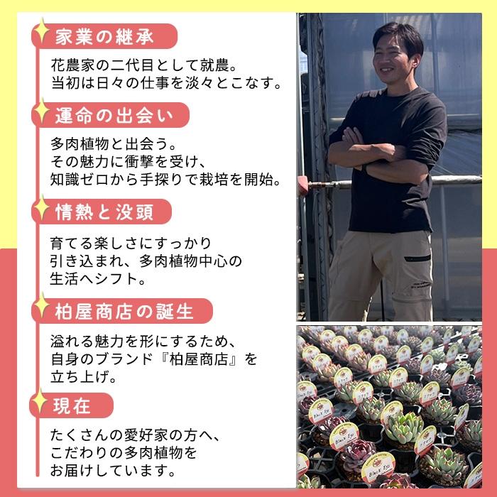 多肉植物 kswエケベリア チーズケーキ 柏屋商店さん苗 エケベリア 6cm