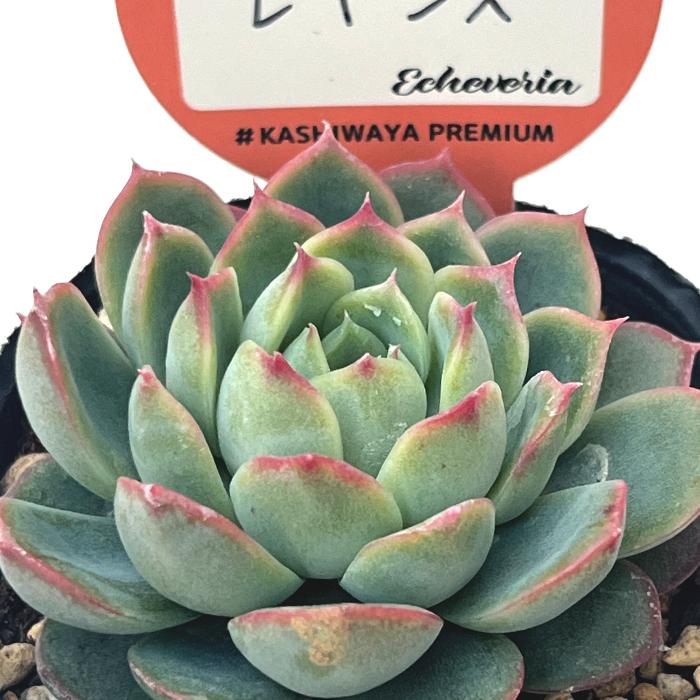 多肉植物 kswエケベリア レギンス 柏屋商店さん苗 エケベリア 6cm