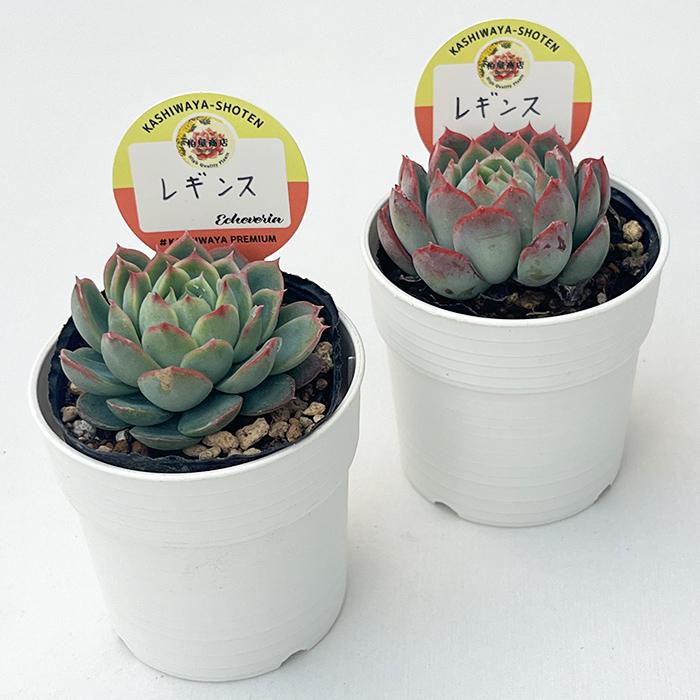 多肉植物 kswエケベリア レギンス 柏屋商店さん苗 エケベリア 6cm