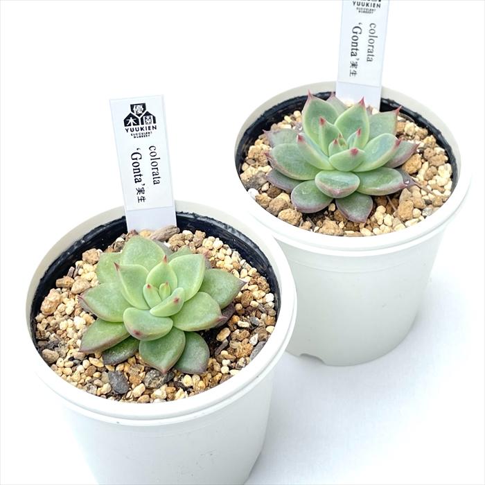 実生苗　多肉植物　エケベリア　⑭ 多肉植物 yukエケベリア colorata Gonta 実生 優木園さんの苗 送料無料