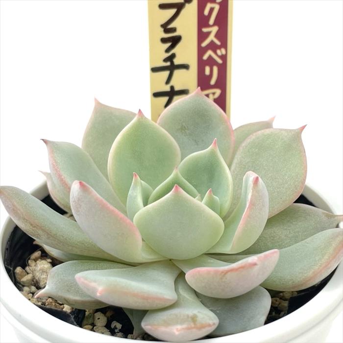 多肉植物 oriミックスベリア No.063 プラチナローズ おらいさん苗 送料