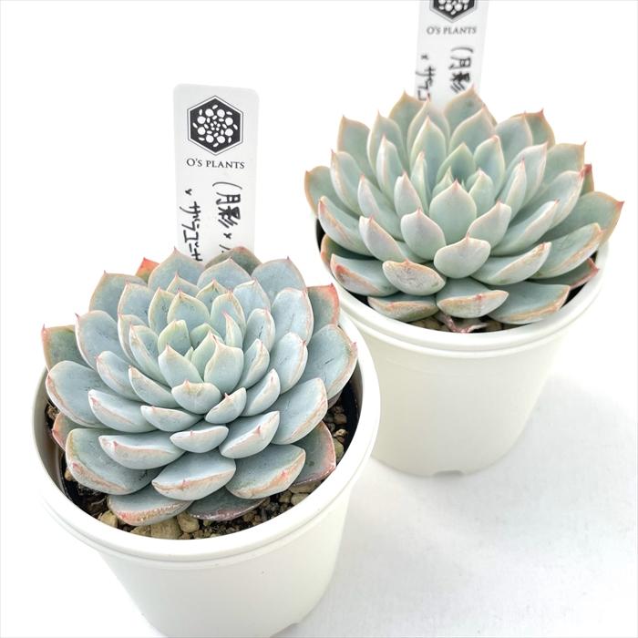 多肉植物 O'sエケベリア （月影×ノバ）×ザラゴーサspノバ O's PLANTS
