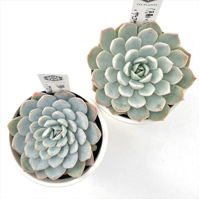 多肉植物 O'sエケベリア （月影×ノバ）×ザラゴーサspノバ O's PLANTS