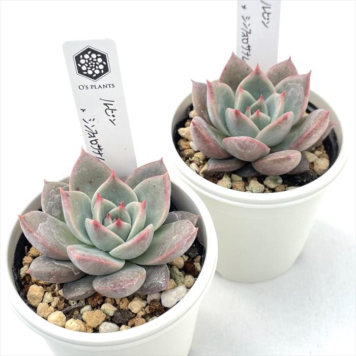 多肉植物 O'sセデベリア ルビン×シンフォロサナム O's PLANTS オーズ