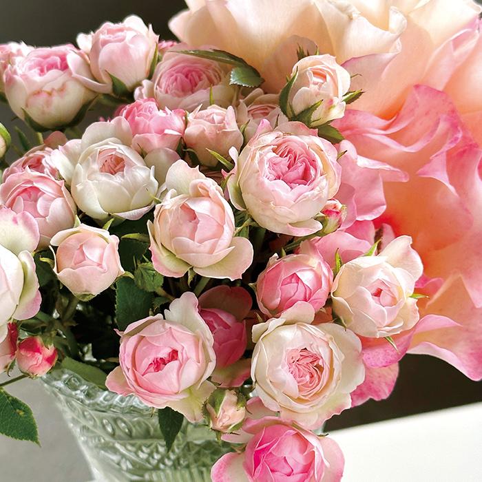 薔薇 禅ローズ まそら 予約販売 バラ苗 バラ大苗 禅ローズ 桃心 もこ