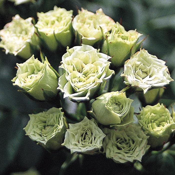 バラ苗 バラ大苗 グリーンダイヤモンド 返り咲き 薔薇 ばら 送料無料