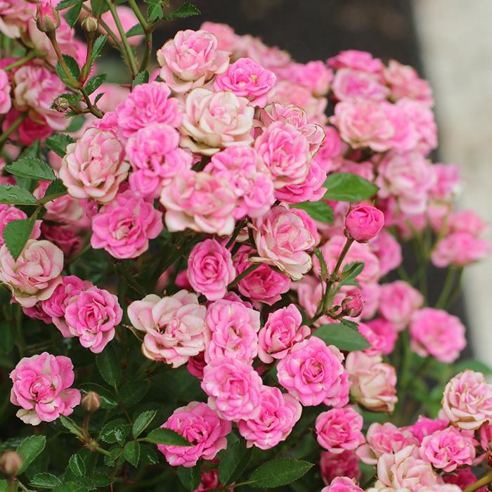 バラ苗 バラ大苗 須恵姫（すえひめ） 返り咲き 薔薇 ばら 送料無料