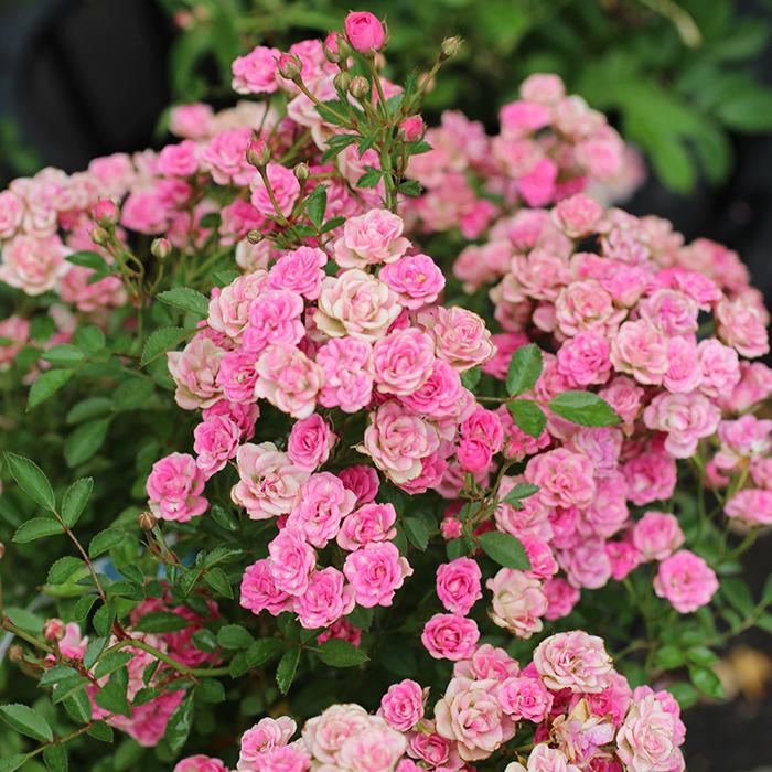 予約販売 バラ苗 バラ大苗 須恵姫（すえひめ） 返り咲き 薔薇 ばら