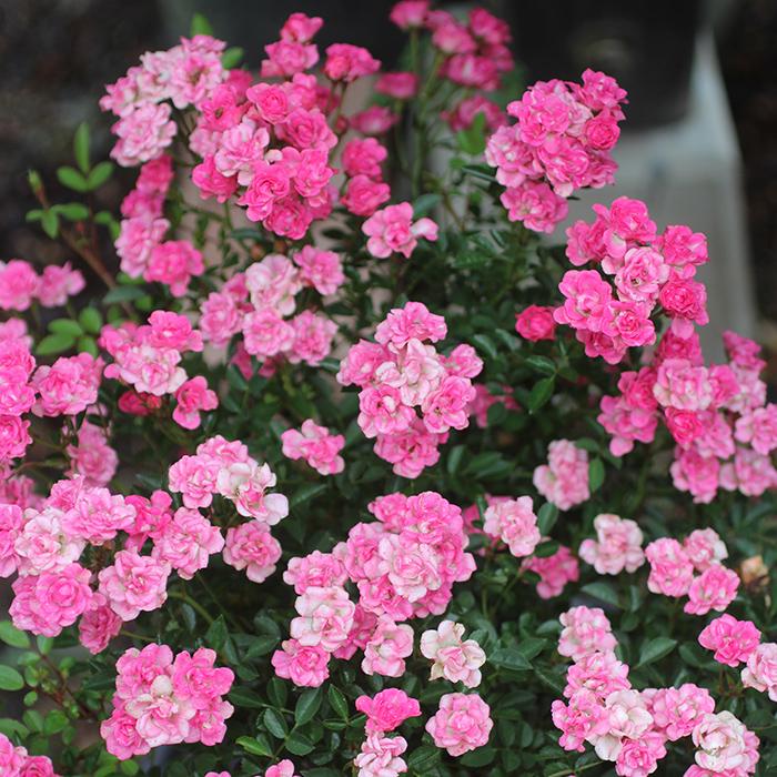 予約販売 バラ苗 バラ大苗 須恵姫（すえひめ） 返り咲き 薔薇 ばら