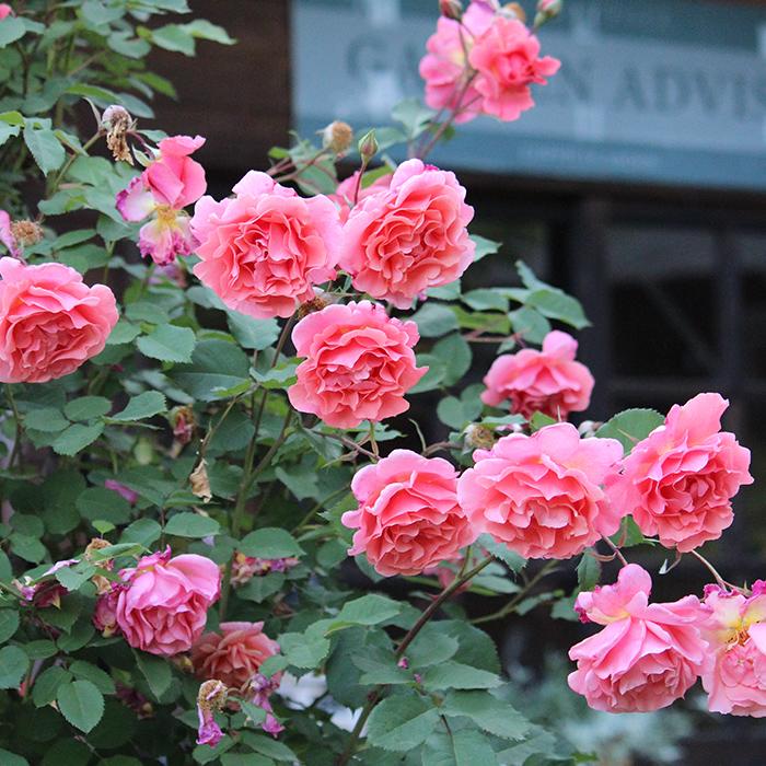 バラ苗 バラ大苗 ワーナーズローゼス サンセットグロウ 返り咲き 薔薇